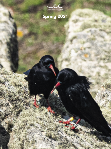 Cornish Choughs