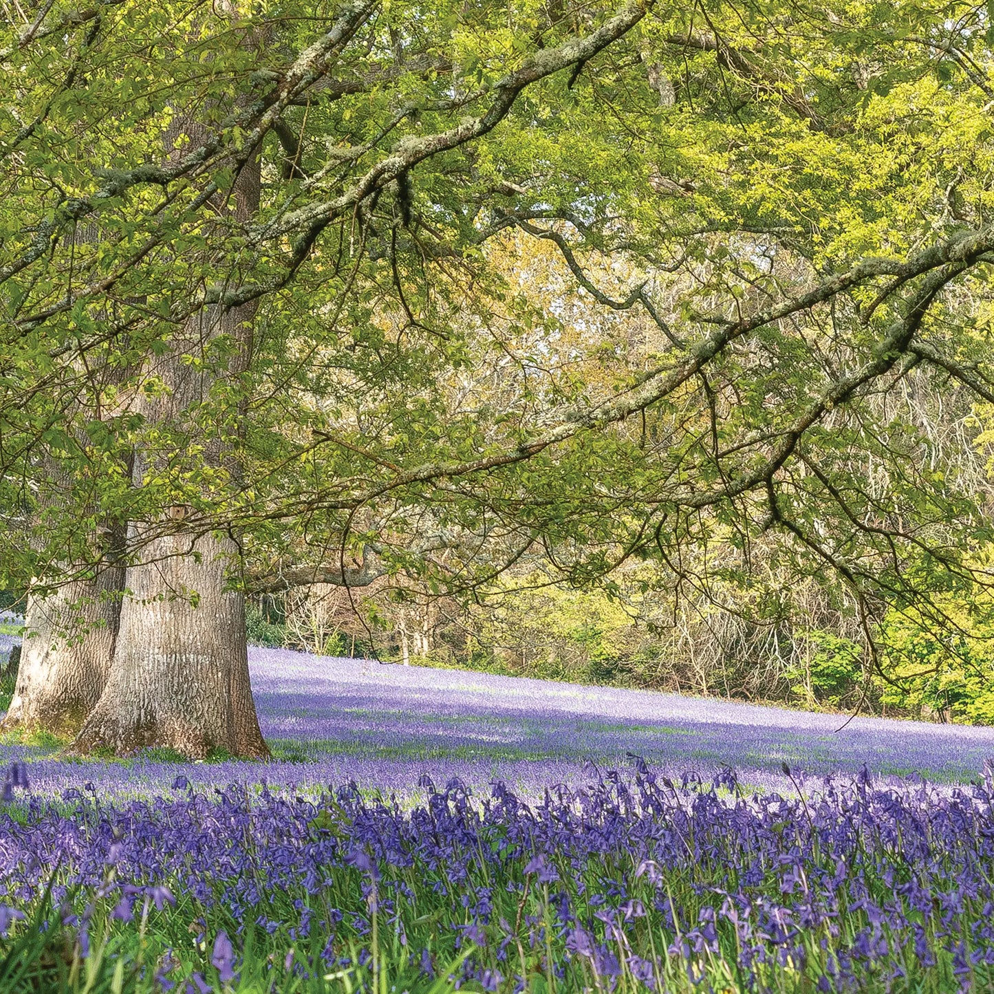 Cornish Greeting card image, A Sea of Bluebells at Enys