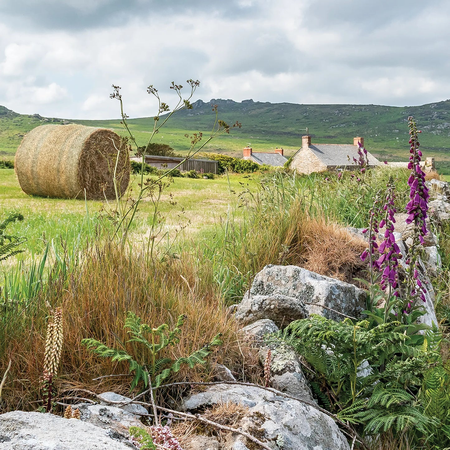 Cornish greeting card image, foxgloves in front of farmhouse scene