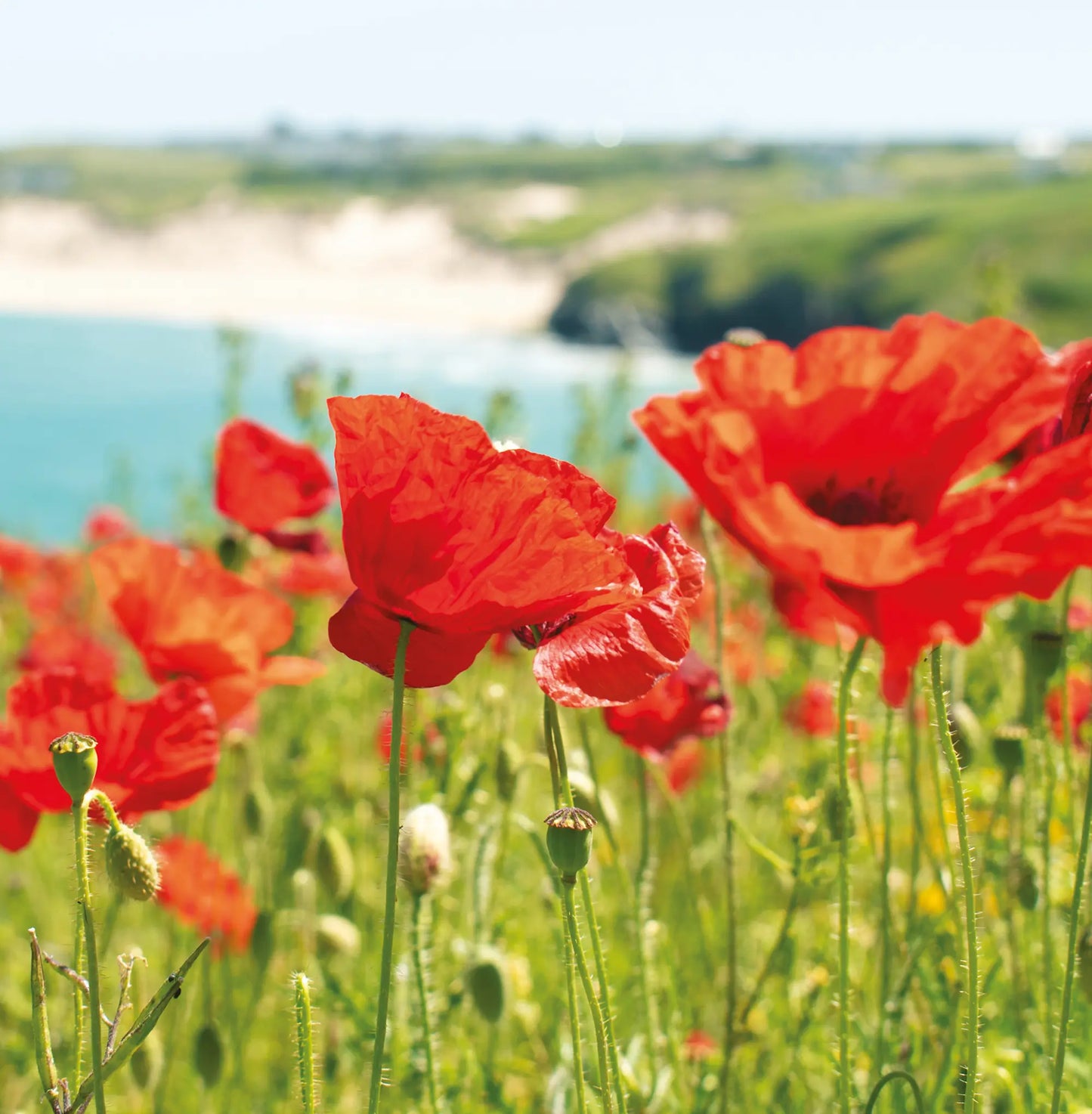 Cornish Language birthday card - Poppies at West Pentire