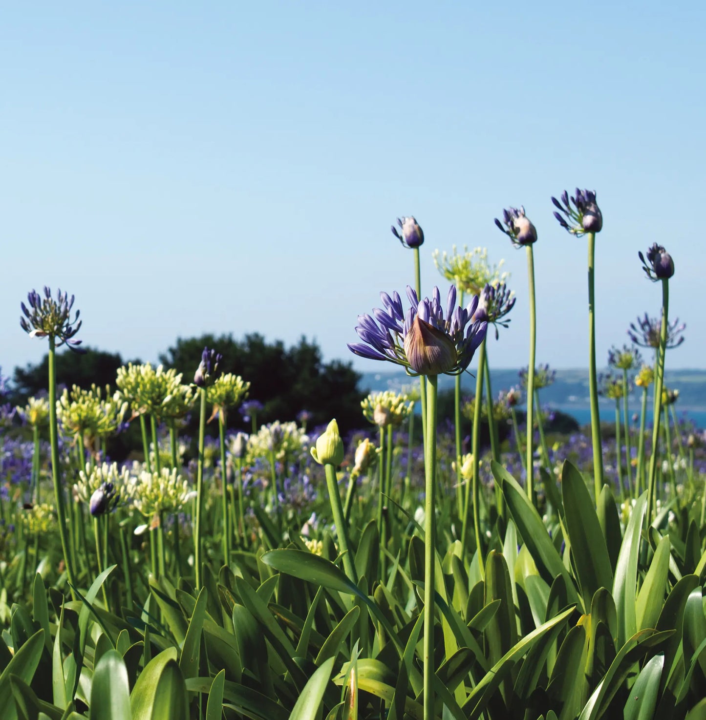 Cornish Language Thank You card - Agapanthus Fields, Varfell