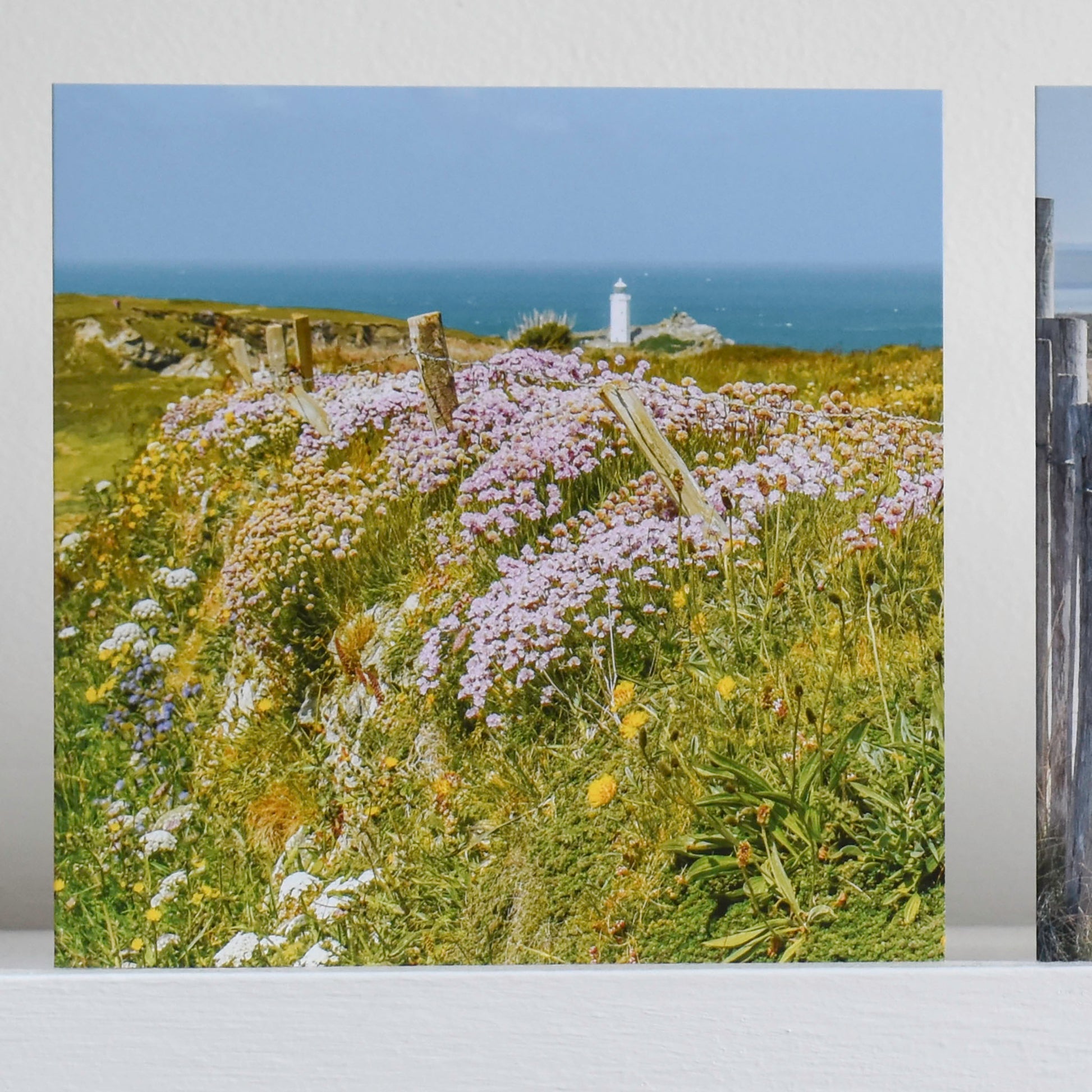 Cornish greeting card with a view of coastal spring flowers on a hedge with Godrevy Lighthouse in the background