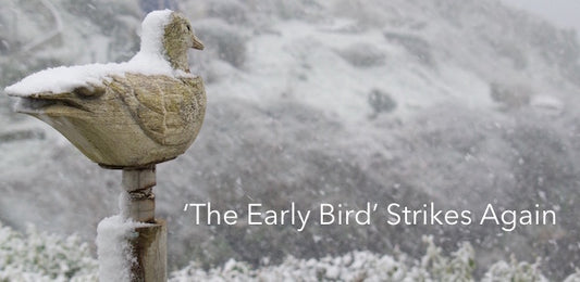 'The Early Bird' Strikes Again