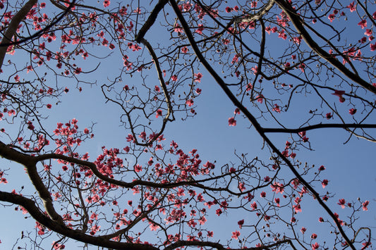 Magnolias at Penjerrick in February