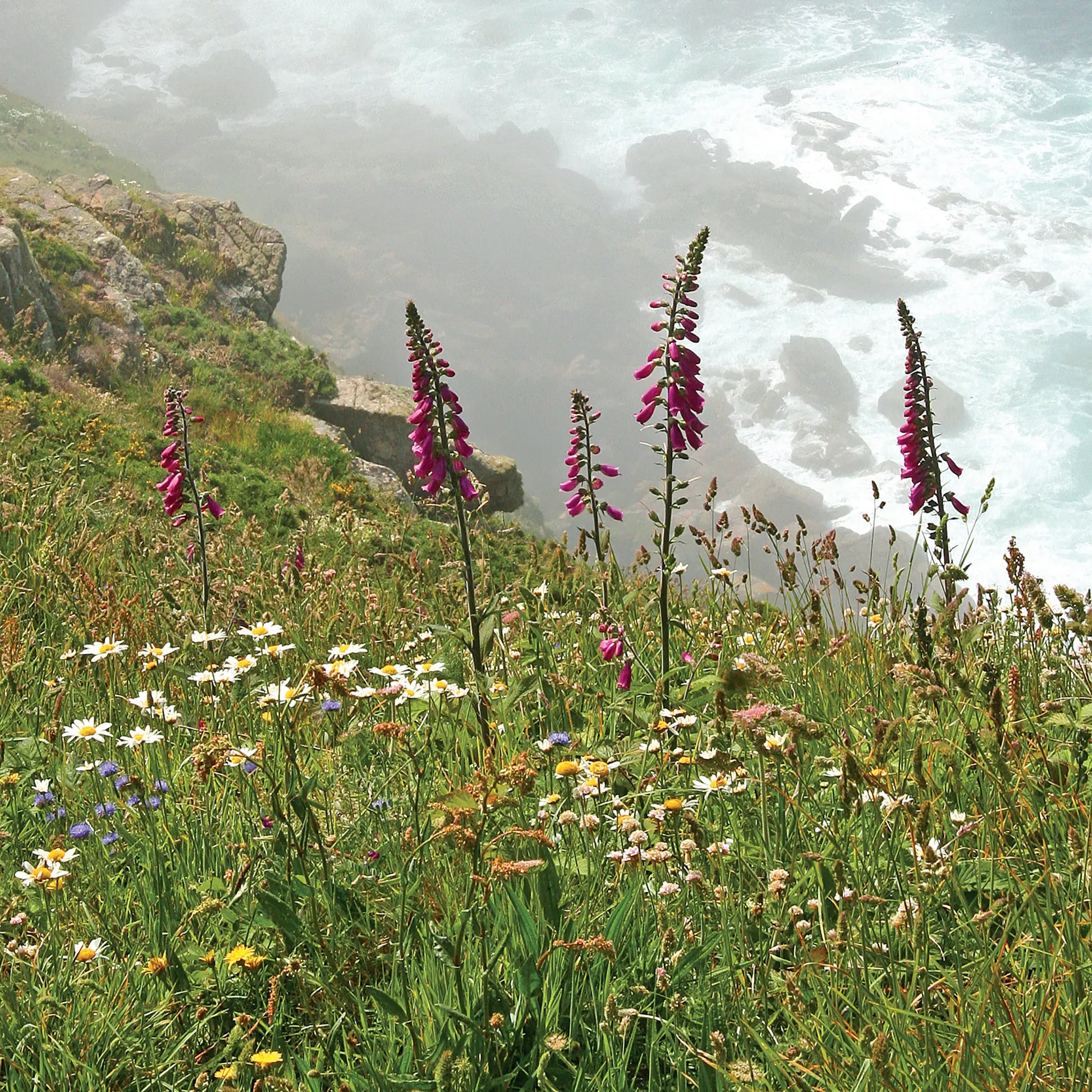 Cornish greetings card image of flowers on a clifftop