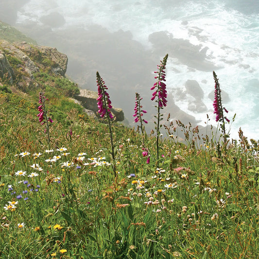 Cornish greetings card image of flowers on a clifftop