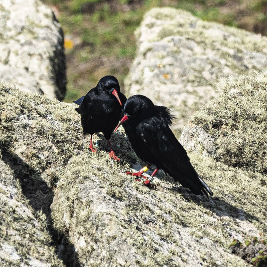 Cornish greeting card image of Cornish Choughs