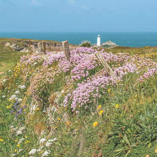 Cornish greeting card image of a Cornish hedge at Godrevy