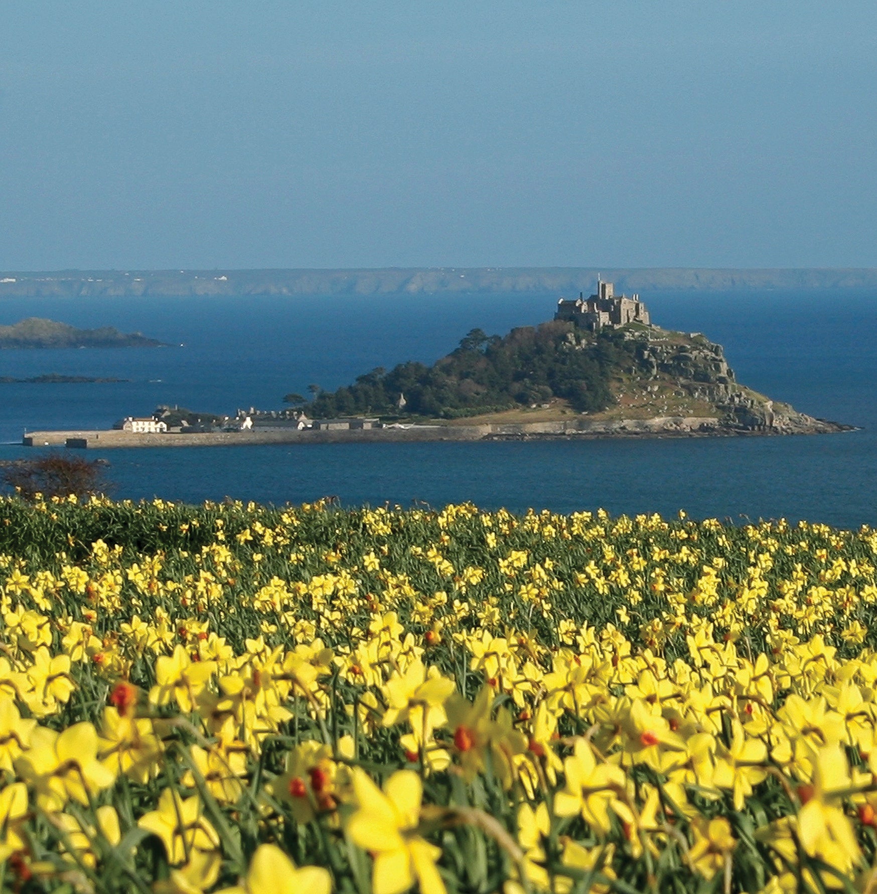 Cornish greetings card image of St Michael's Mount with a field of daffodils in the foreground, on a beautiful day