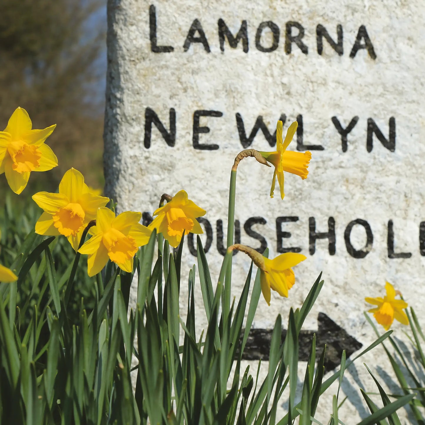 Cornish greetings card image of daffodils in front of the milestone to Lamorna, Newlyn and Mousehole