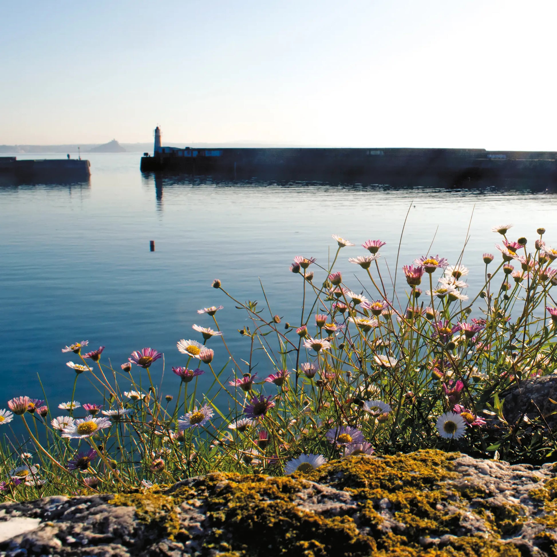 Cornish greetings card image of daisies in the morning sunlight on a granite wall at Newlyn Harbour, St Michael's Mount visible through the harbour entrance