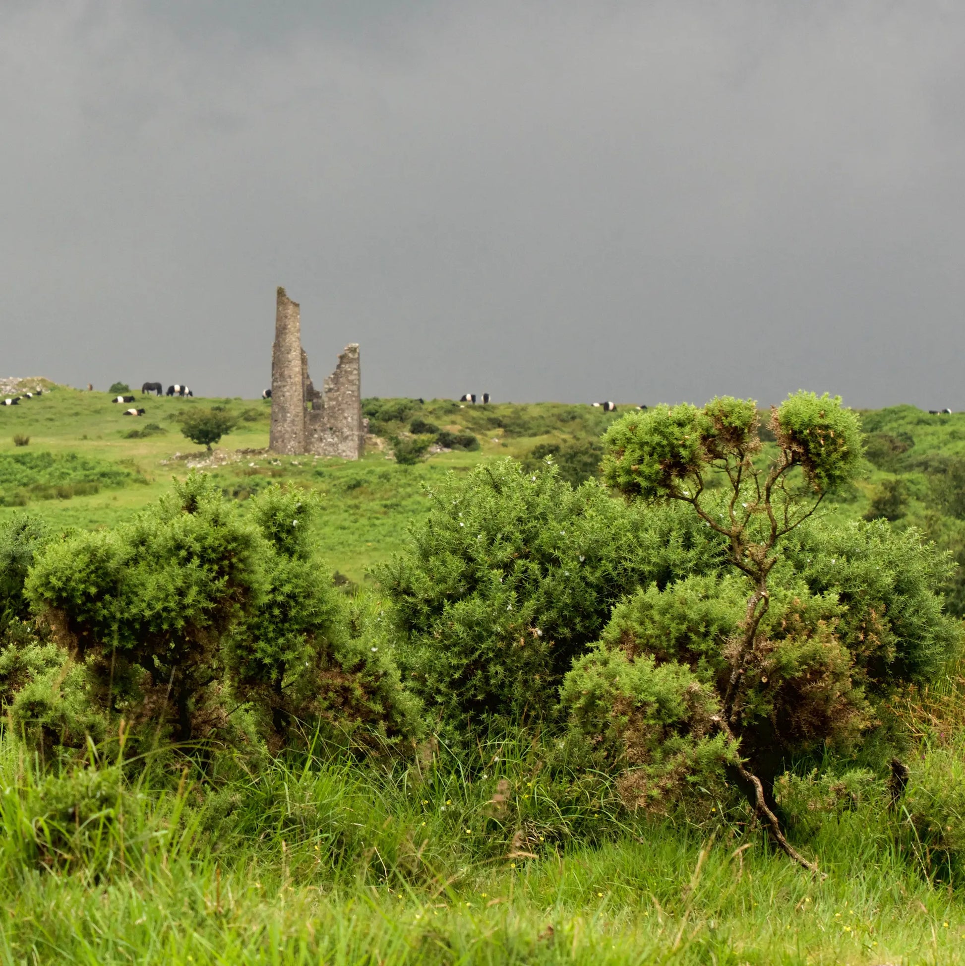 Cornish greetings card image of engine house ruin at Minions on Bodmin Moor, with gorse in the foreground and belted galloway cattle in the distance