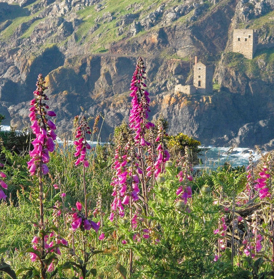Cornish greetings card image of foxgloves and The Crowns engine houses at Botallack