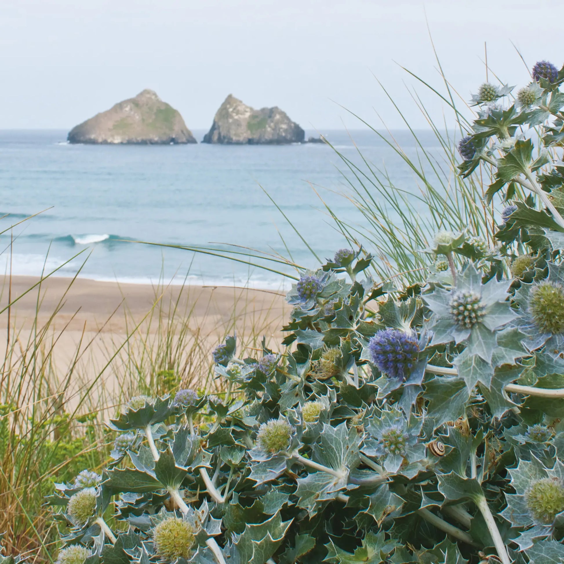 Cornish greetings card image of Sea Holly in the dunes at Holywell