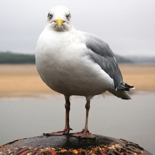 Cornish greetings card image of a gull on the quay at Padstow