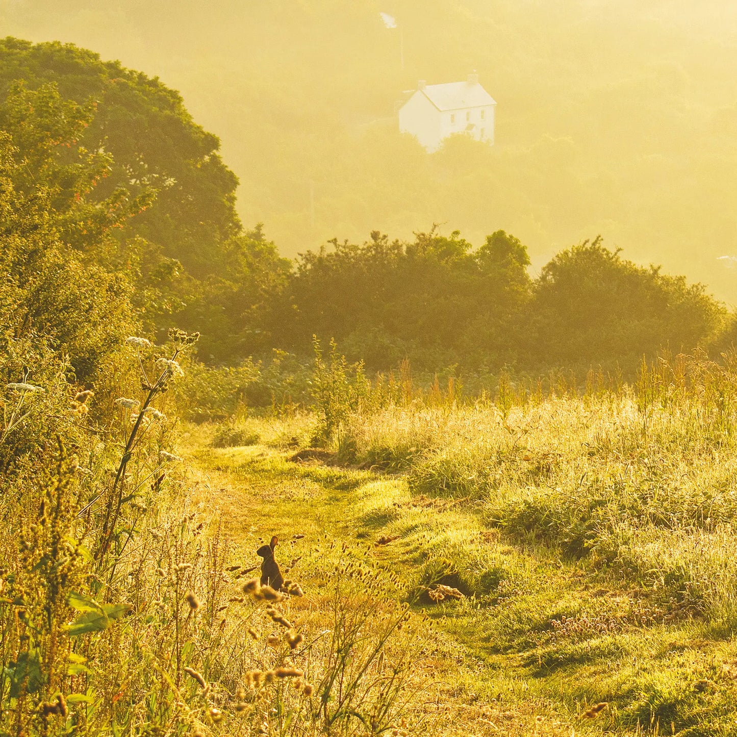 Cornish greetings card image of rabbit and wildflower fields, early morning at Coombe