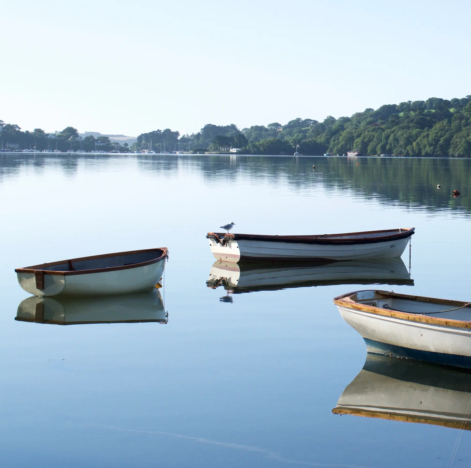 Cornish greetings card image of 3 rowing boats on perfectly calm water at Restronguet Creek, with perfect reflections beneath them.  A gull sits on the end of one.