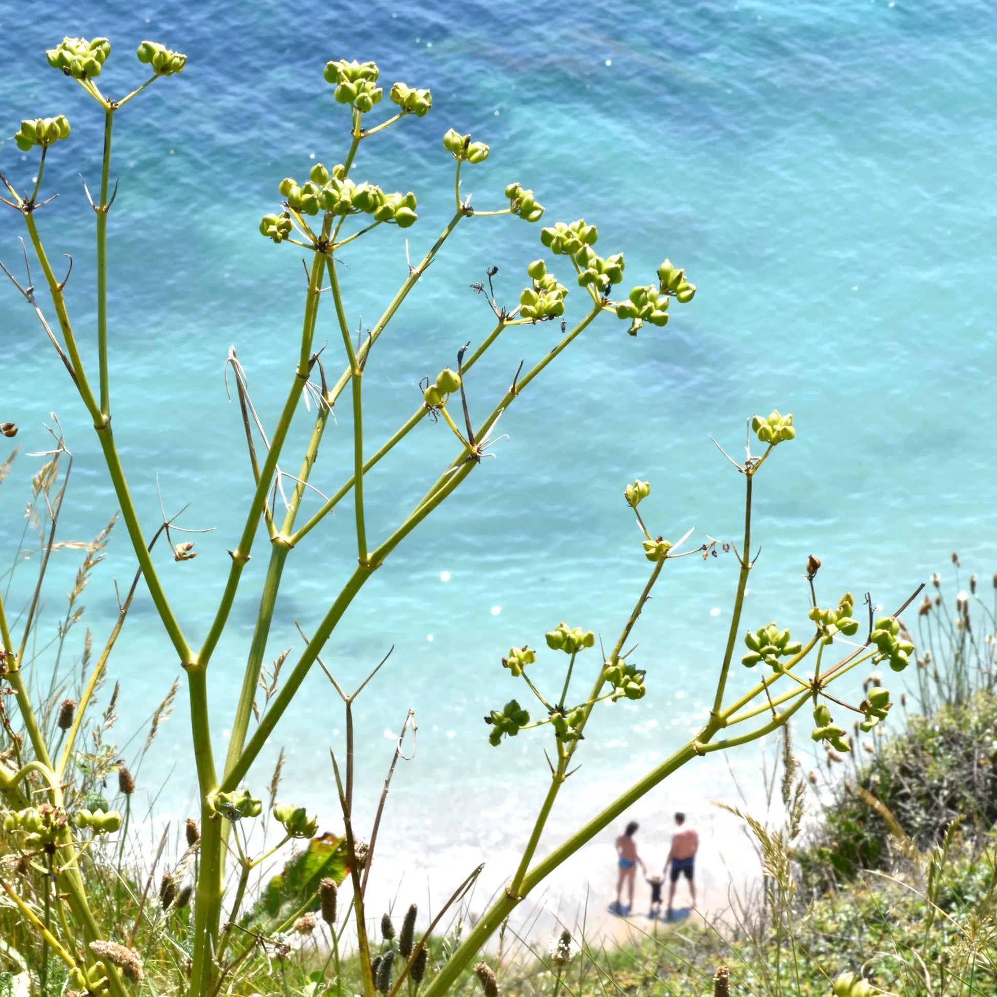 Cornish greetings card image of a Roseland beach.  Looking down to a small family ground through lime green seeds to aquamarine water and white sand