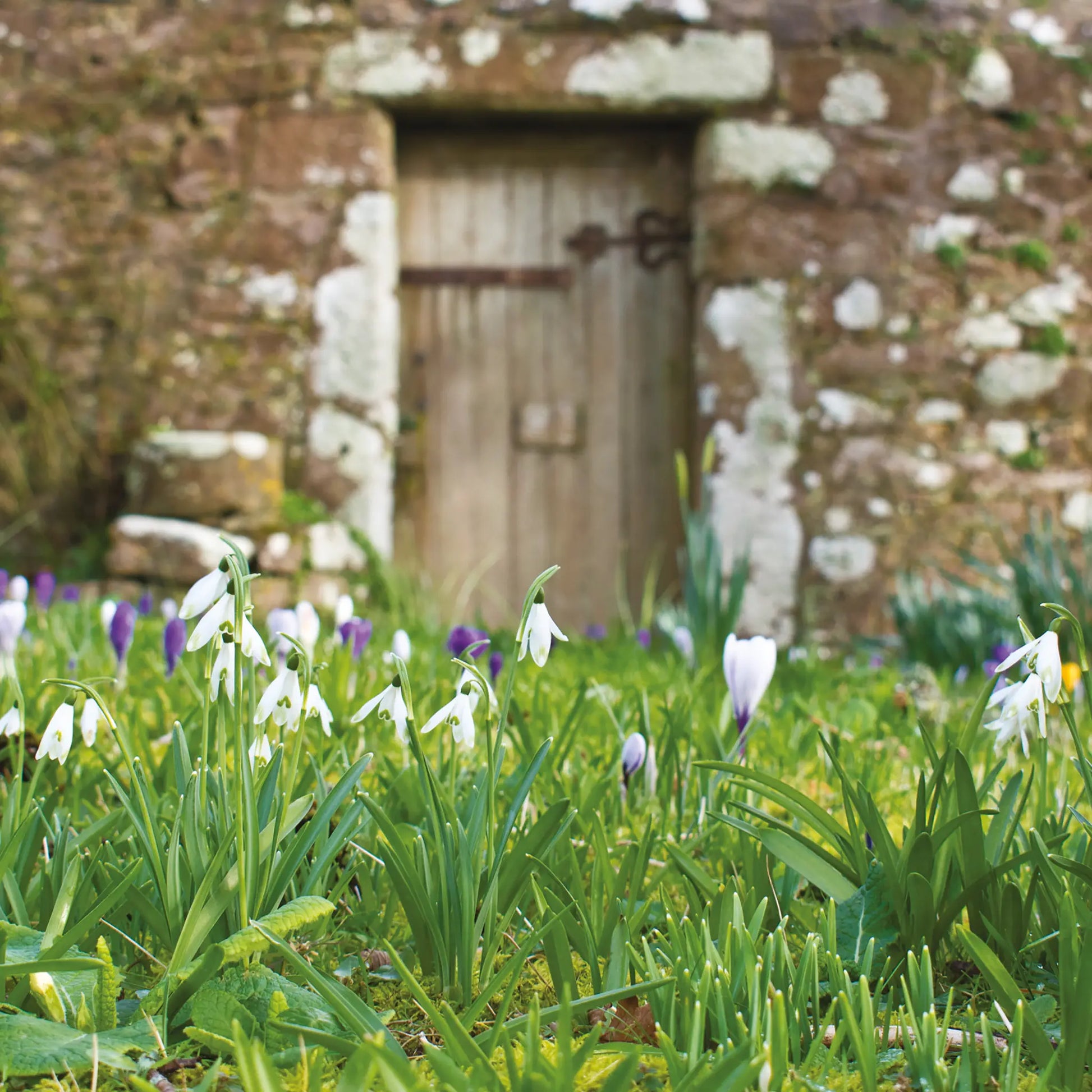 Cornish greetings card image of snowdrops and crocuses in front of ancient garden door near Constantine