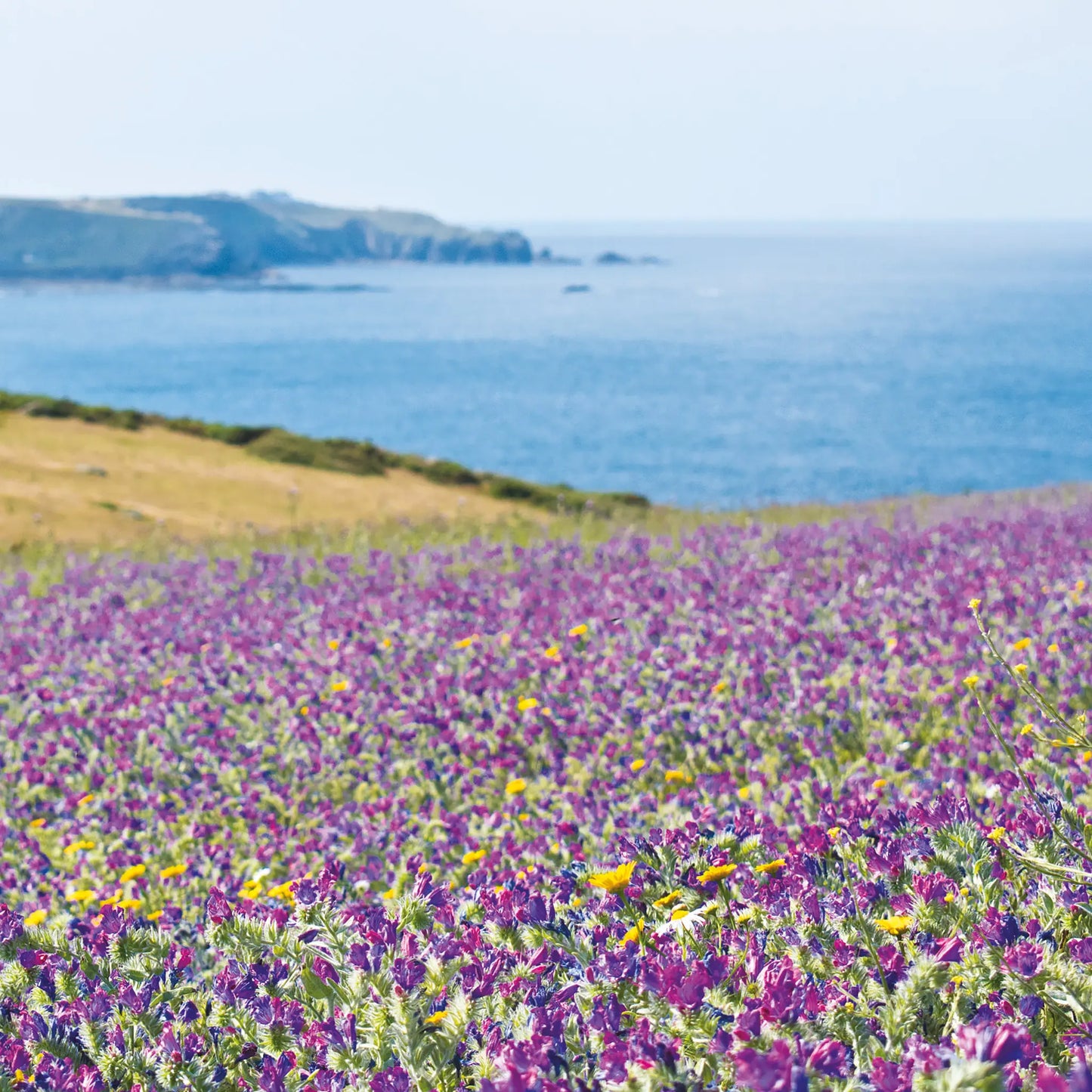 Cornish greeting card image of wildflower fields at Land's End