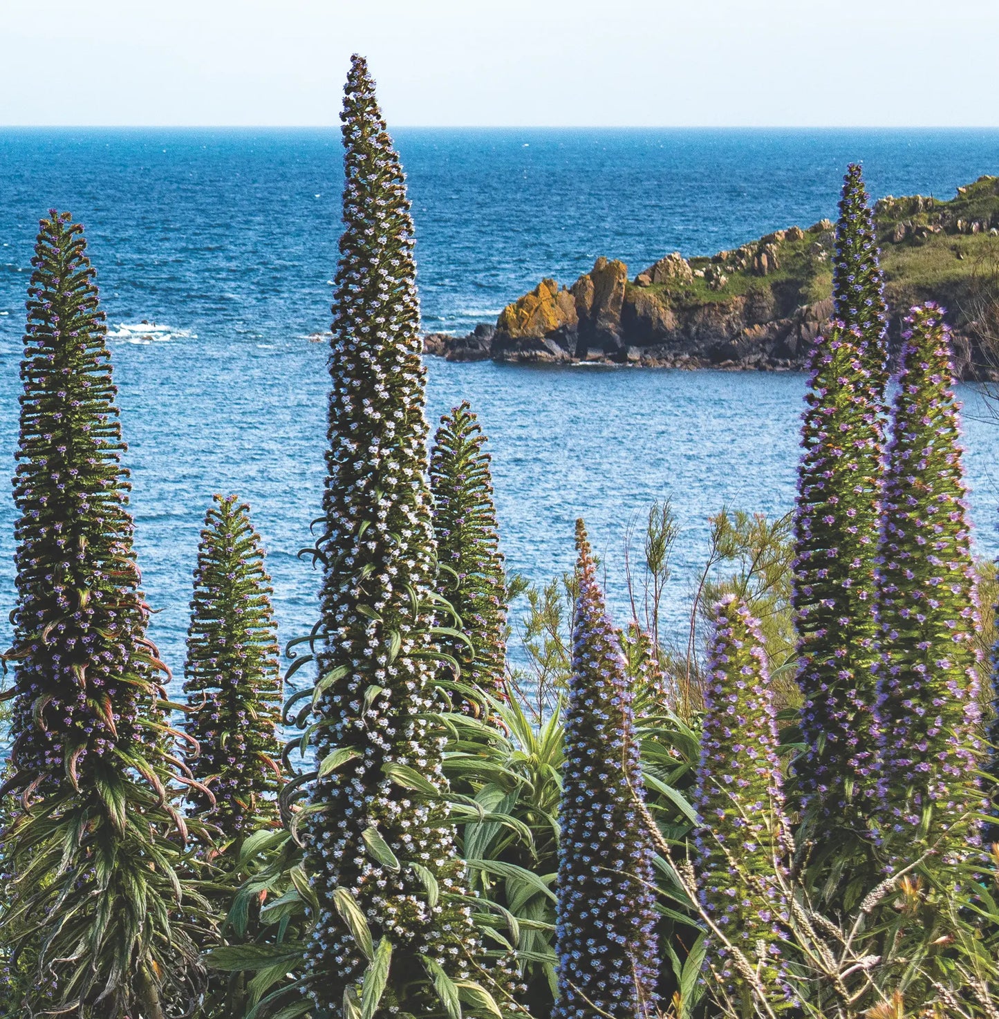 Cornish Language birthday card from Evocative Cornwall - Echium Spires