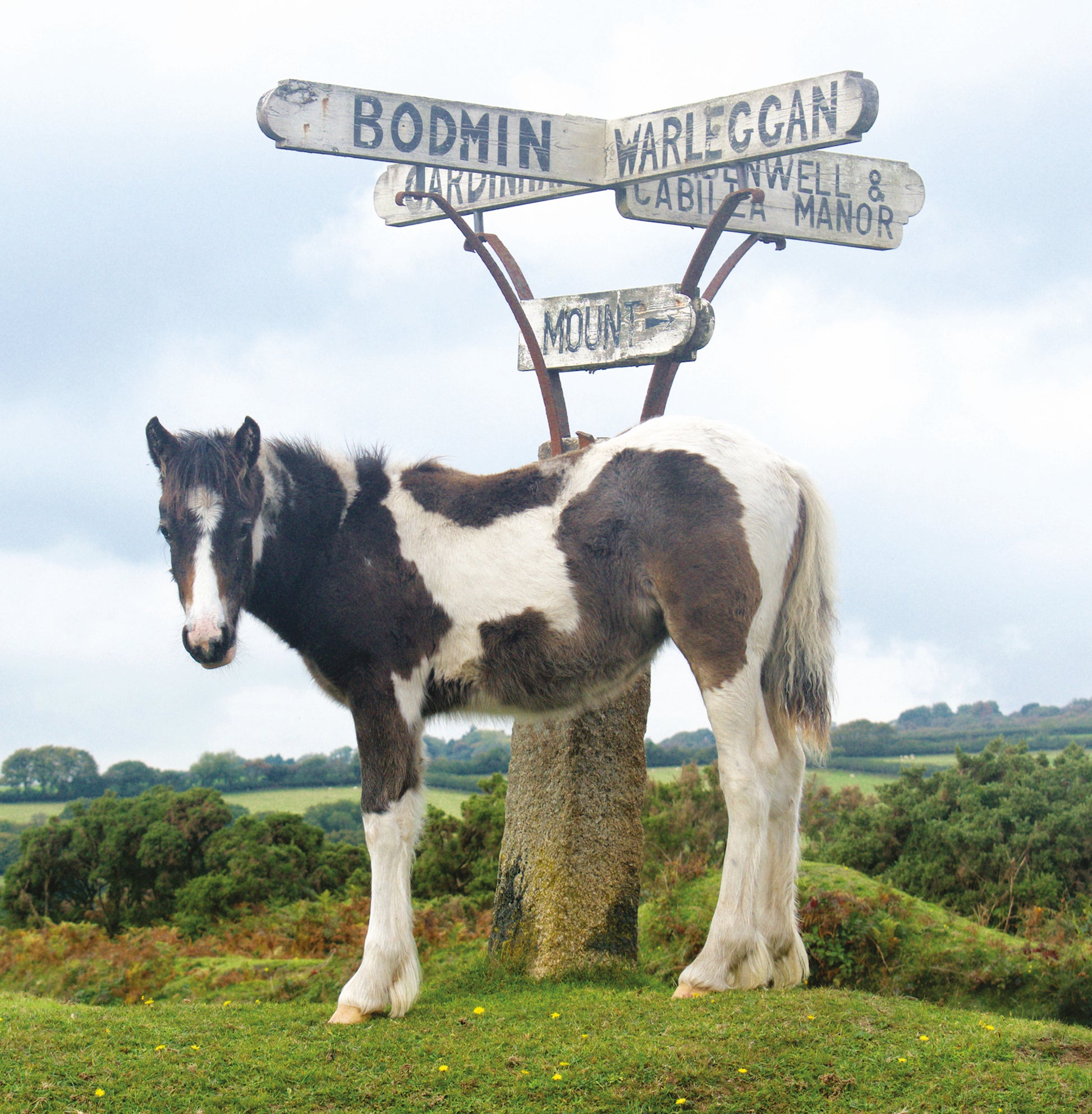 Cornish Language Good Luck card, pony in front of signpost on Bodmin Moor