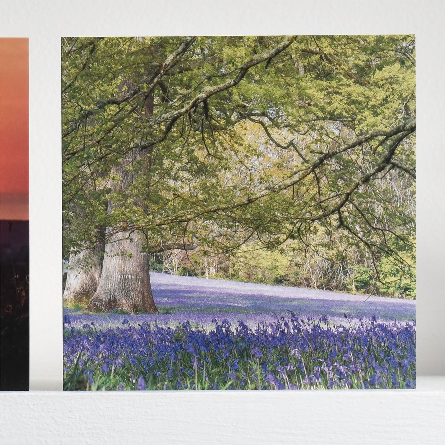 Cornish greetings card depicting the bluebells at Enys Gardens, on a shelf