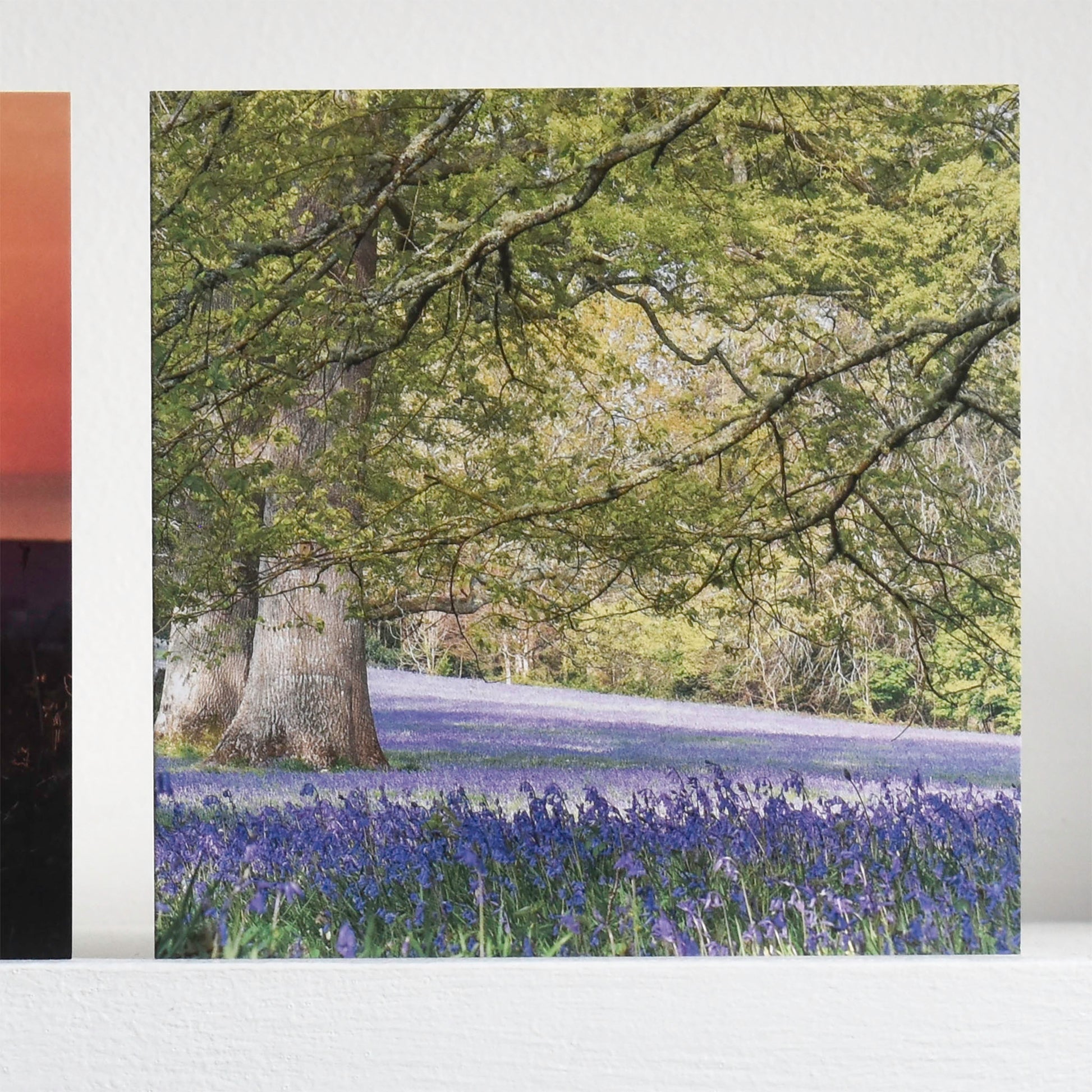Cornish greetings card depicting the bluebells at Enys Gardens, on a shelf