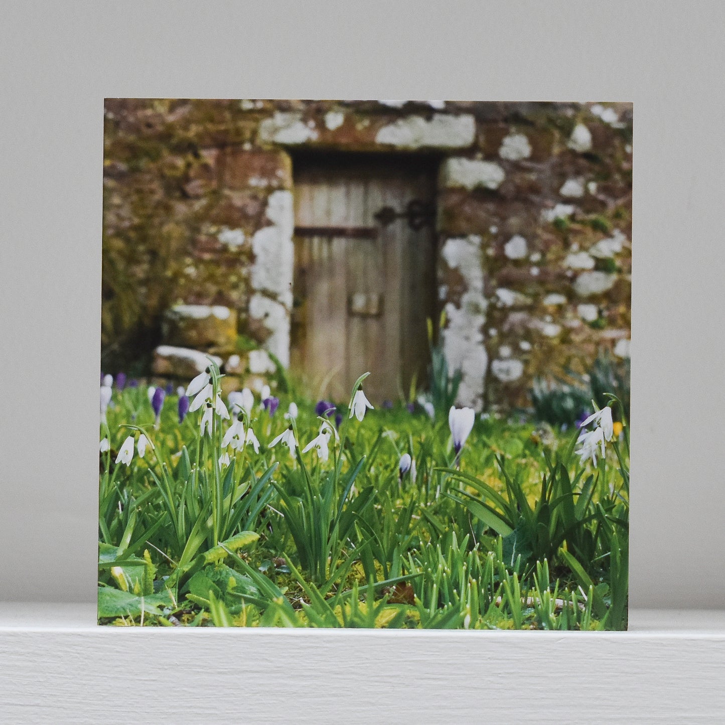 Greetings card on shelf showing image of  some snowdrops and crocuses in front of an ancient garden door set in a granite wall near Constantine