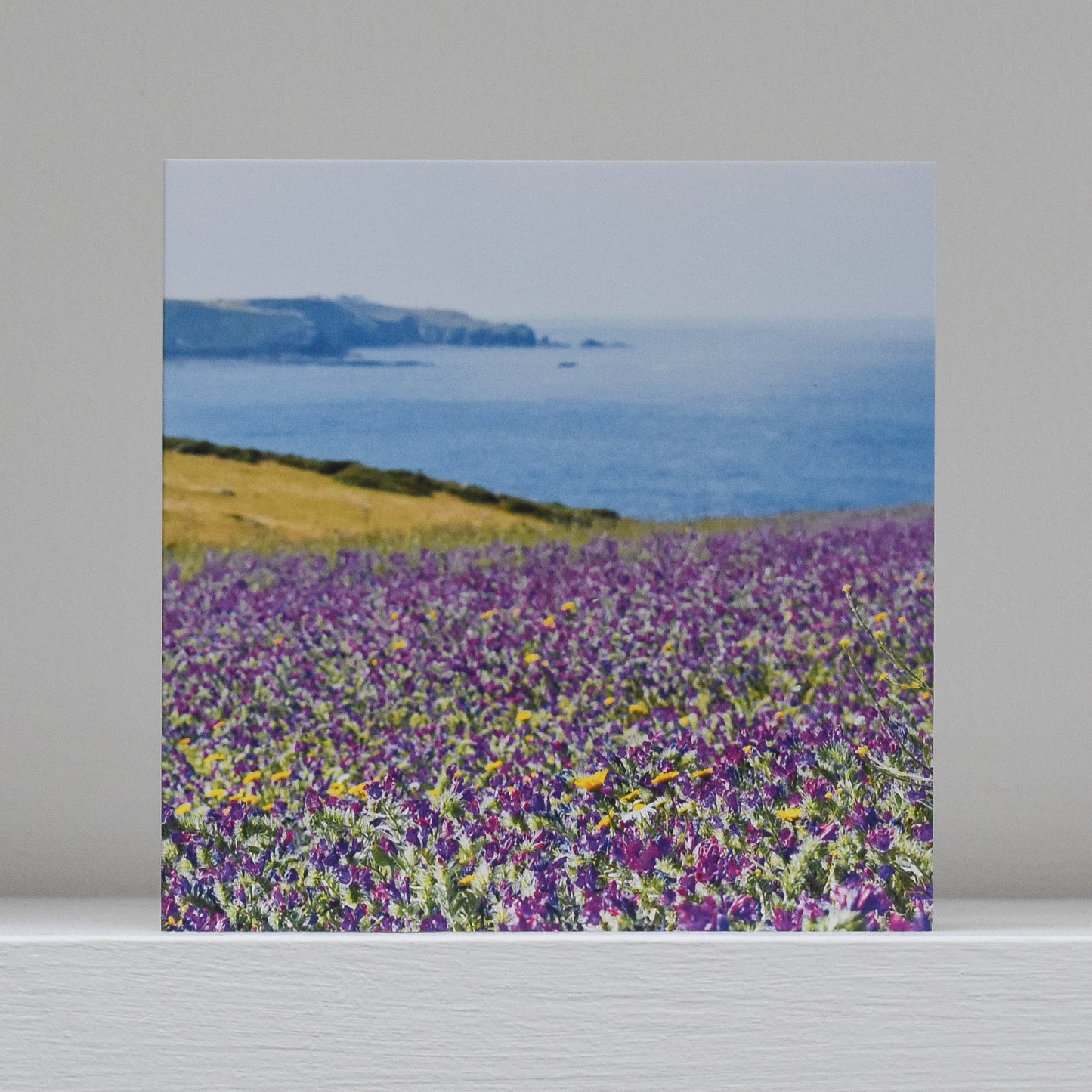 Greetings card on shelf showing image of a field of wild Echium flowers looking towards Land's End