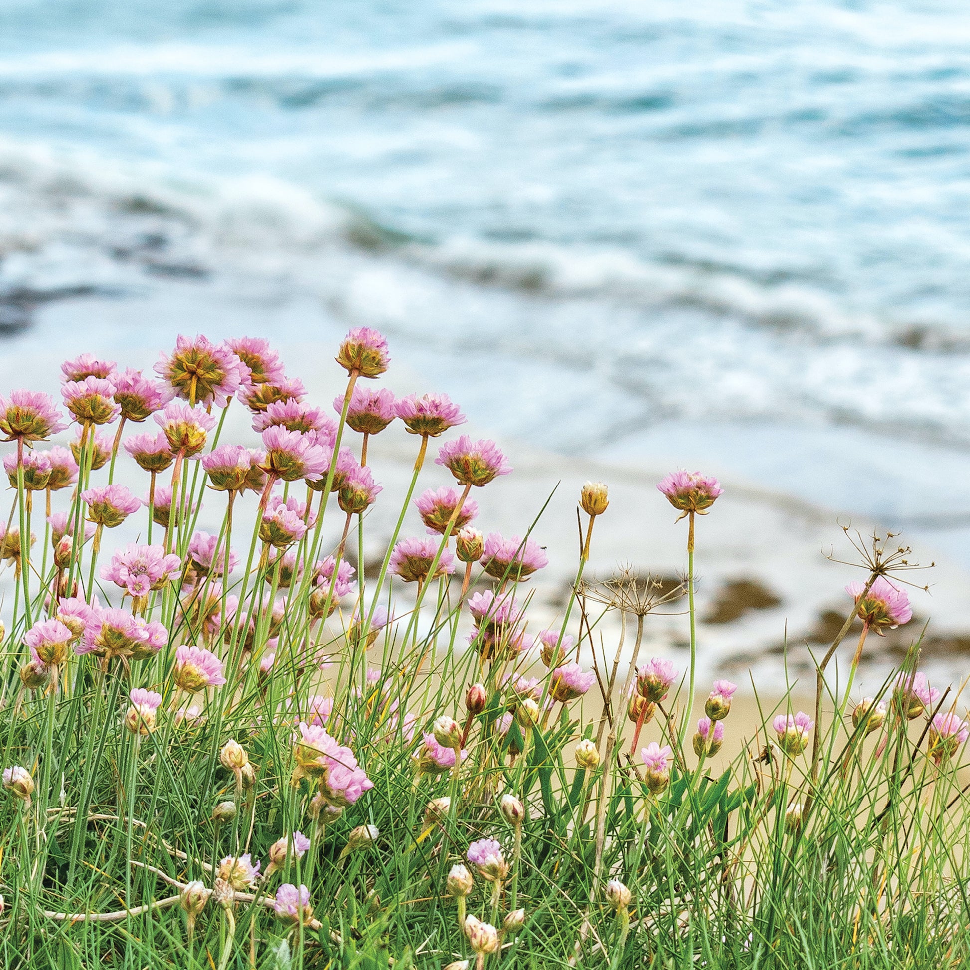 Cornish greetings card showing wildflowers, Sea Pinks, on the cliff with sand and sea below