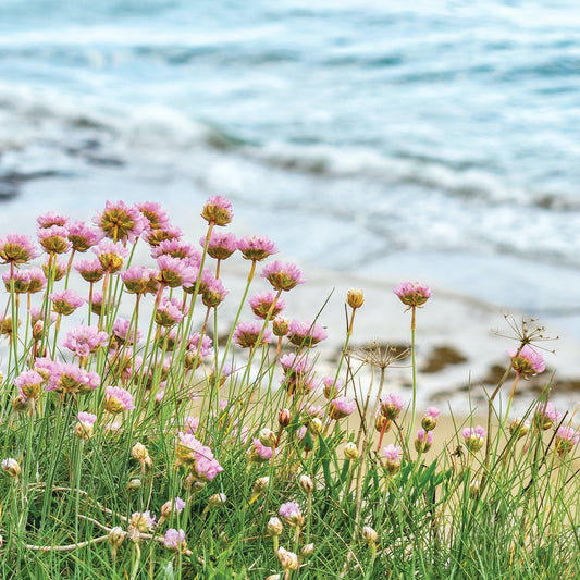 Cornish greetings card showing wildflowers, Sea Pinks, on the cliff with sand and sea below