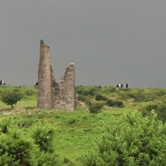 Video animation of greeting card, showing an engine house at Minions on Bodmin Moor, surrounded by belted galloway cows and gorse