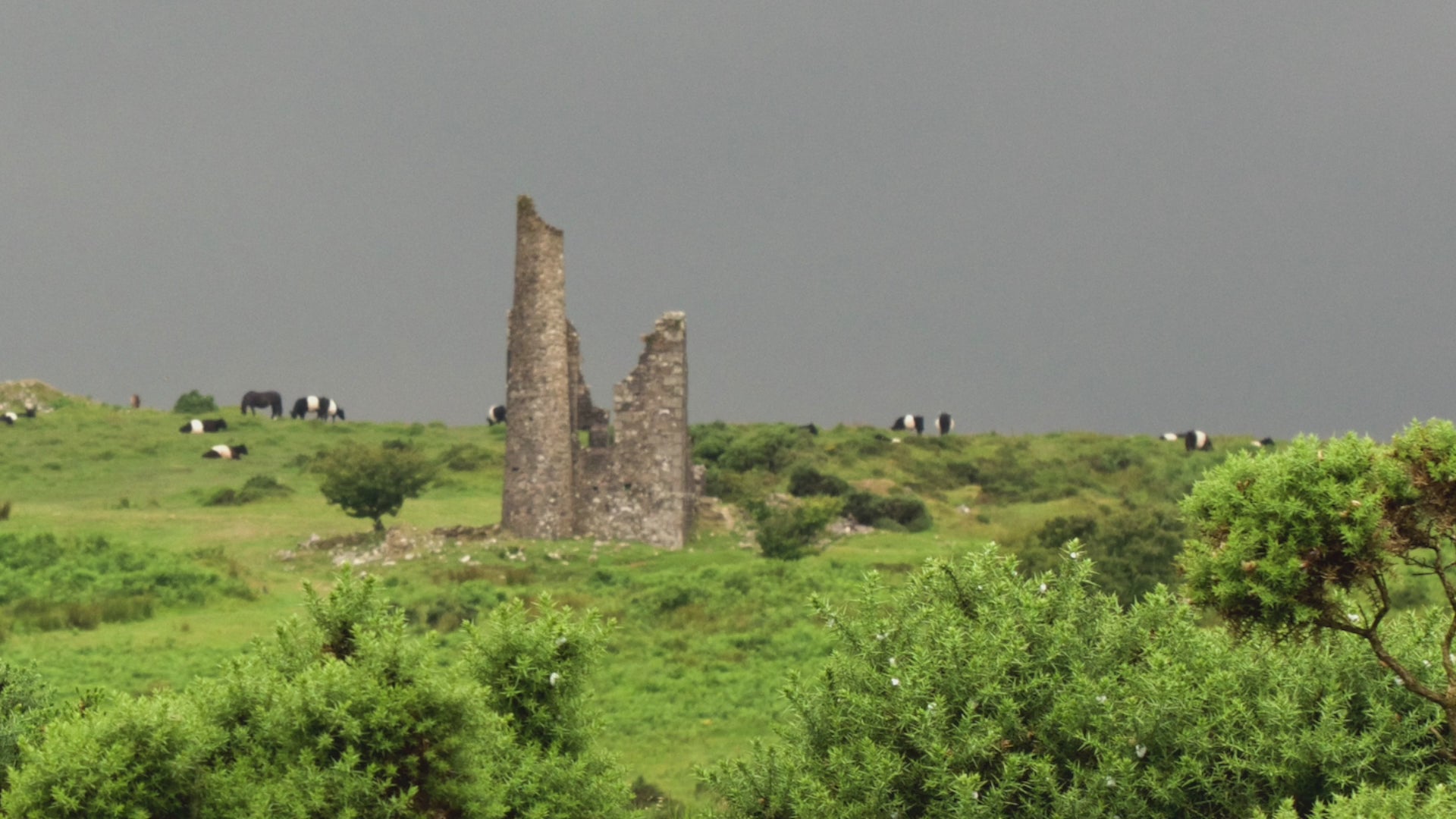 Video animation of greeting card, showing an engine house at Minions on Bodmin Moor, surrounded by belted galloway cows and gorse