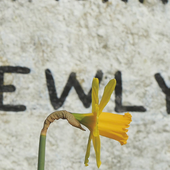 Video animation of a greeting card image showing daffodils standing in front of the milestone to Lamorna, Newlyn and Mousehole