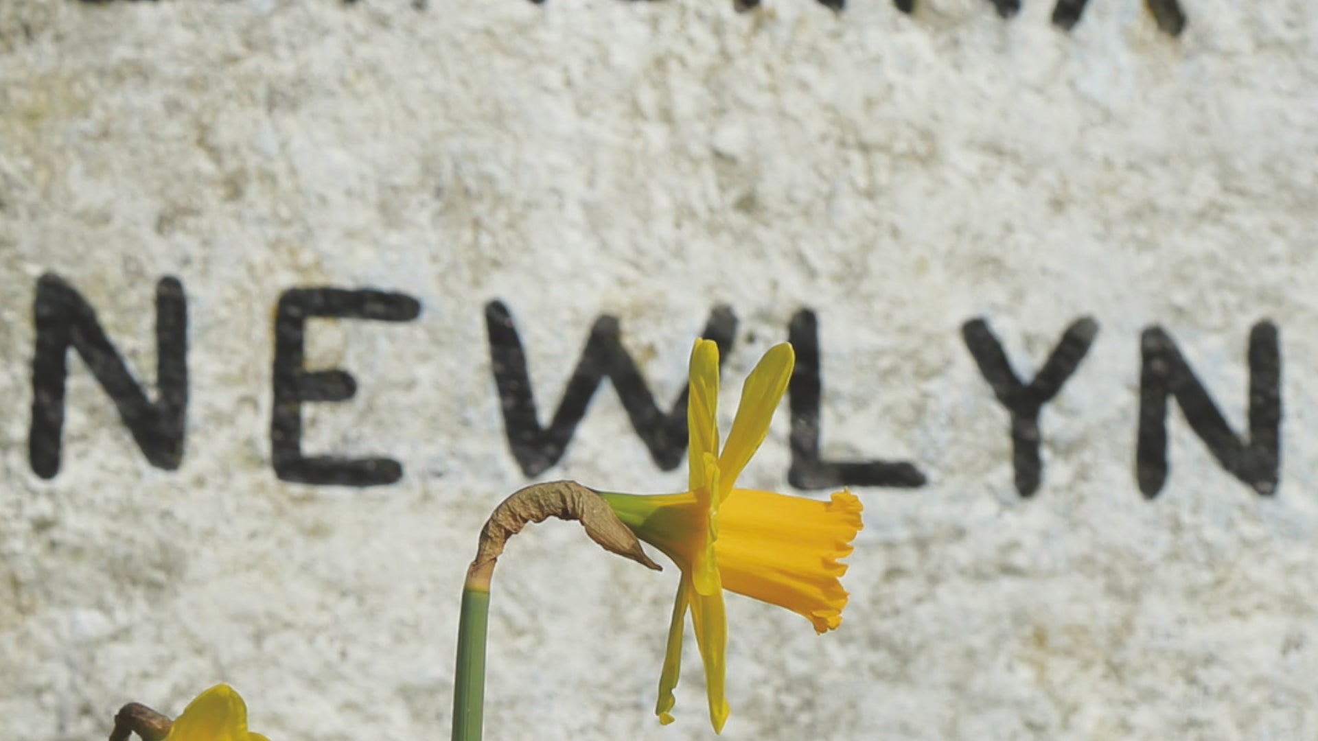 Video animation of a greeting card image showing daffodils standing in front of the milestone to Lamorna, Newlyn and Mousehole