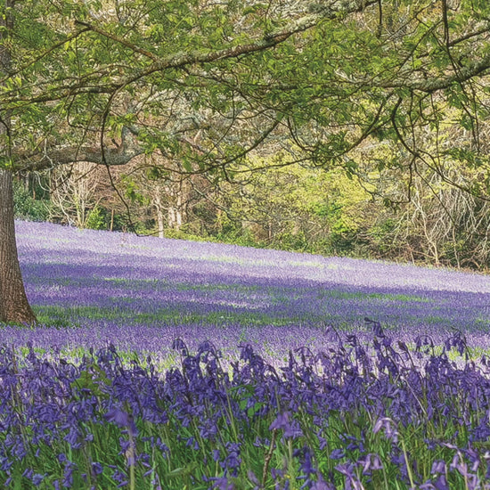 Video animation of greetings card, featuring the bluebells in Parc Lye, Enys Gardens