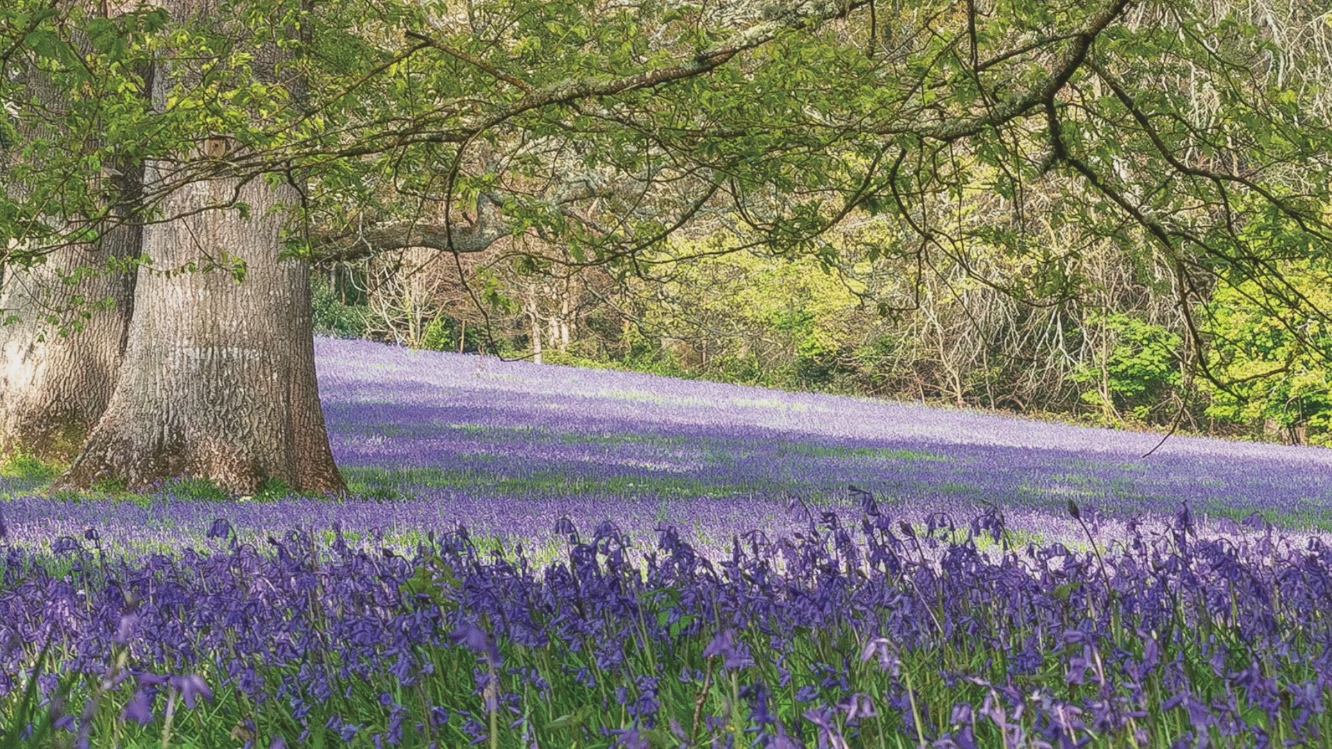 Video animation of greetings card, featuring the bluebells in Parc Lye, Enys Gardens