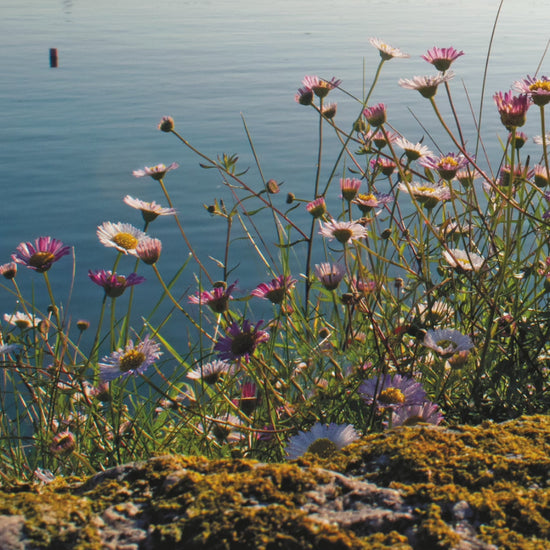 Video animation of greetings card image showing daisies growing out of the old granite wall at Newlyn Harbour, St Michael's Mount visible in the distance