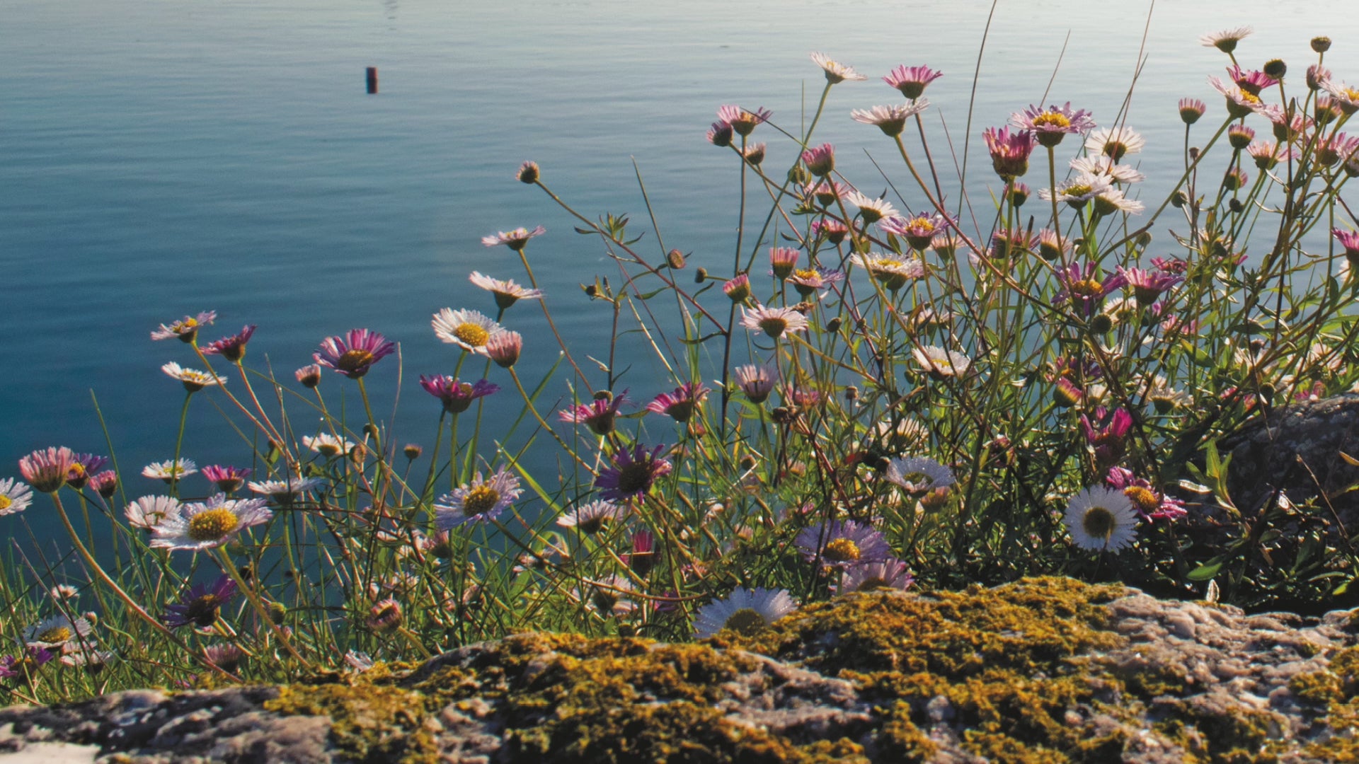 Video animation of greetings card image showing daisies growing out of the old granite wall at Newlyn Harbour, St Michael's Mount visible in the distance