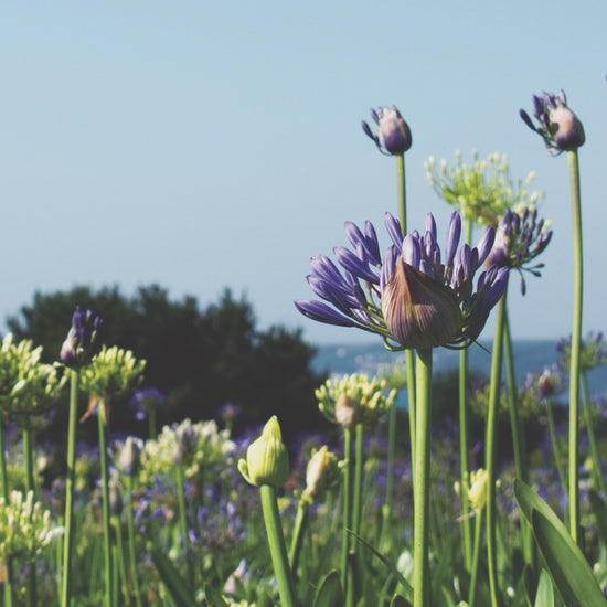 Video animation of greetings card image showing a field of blue and white Agapanthus flowers against a blue sky, with a glimpse of Mounts Bay in the distance