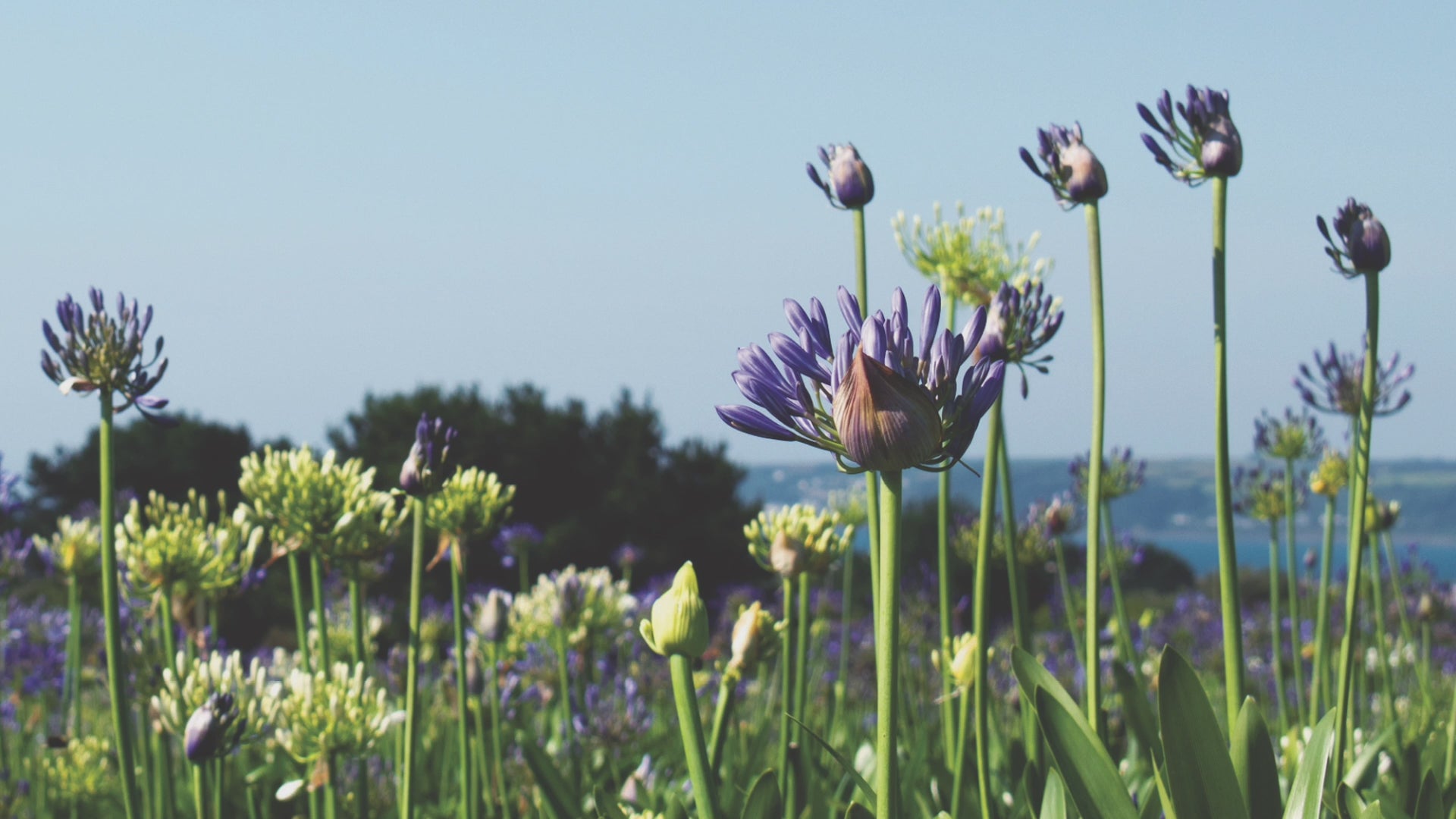 Video animation of greetings card image showing a field of blue and white Agapanthus flowers against a blue sky, with a glimpse of Mounts Bay in the distance