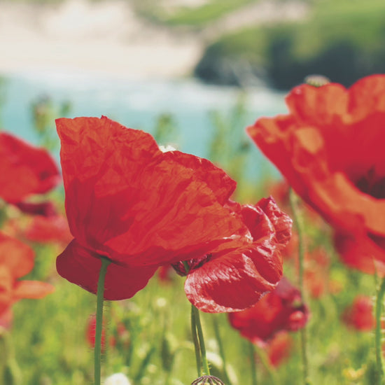 Video animation of greeting card image, showing a field of poppies at West Pentire overlooking the sands of Crantock beack
