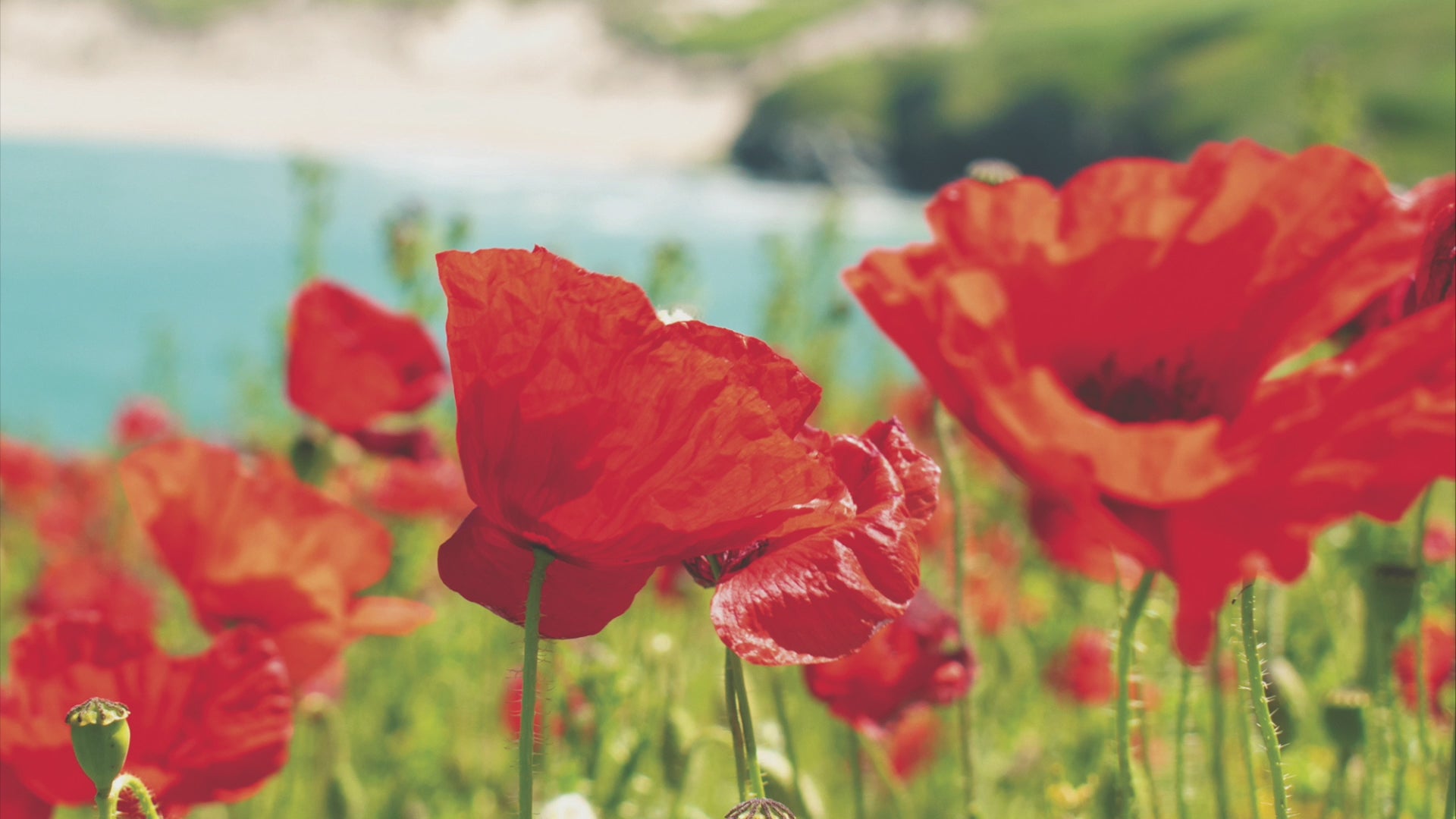 Video animation of greeting card image, showing a field of poppies at West Pentire overlooking the sands of Crantock beack