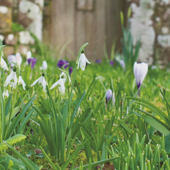 Video animation of greeting card showing snowdrops and crocuses in front of an old garden door set in a granite wall