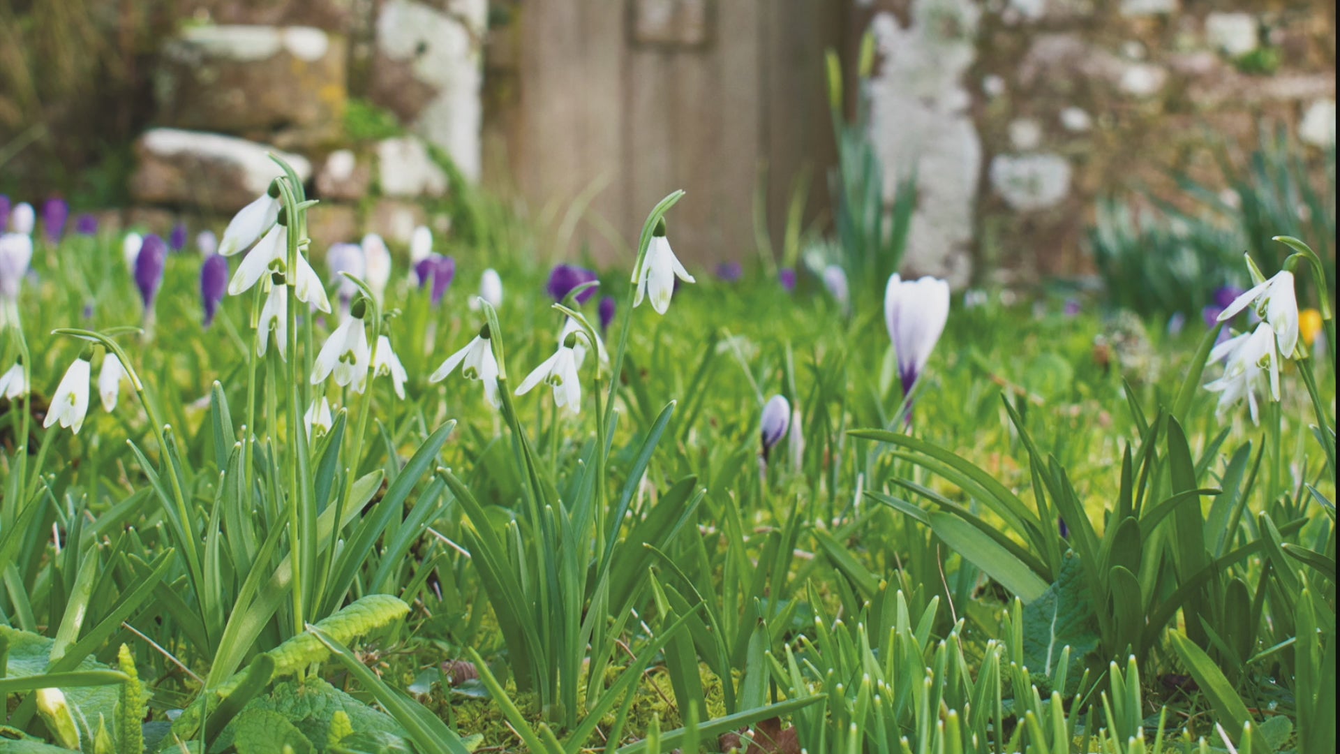 Video animation of greeting card showing snowdrops and crocuses in front of an old garden door set in a granite wall