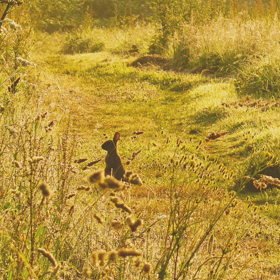 Video animation of greeting card, showing rabbit backlit by the early morning sun in a hay field above Coombe near Trelissick
