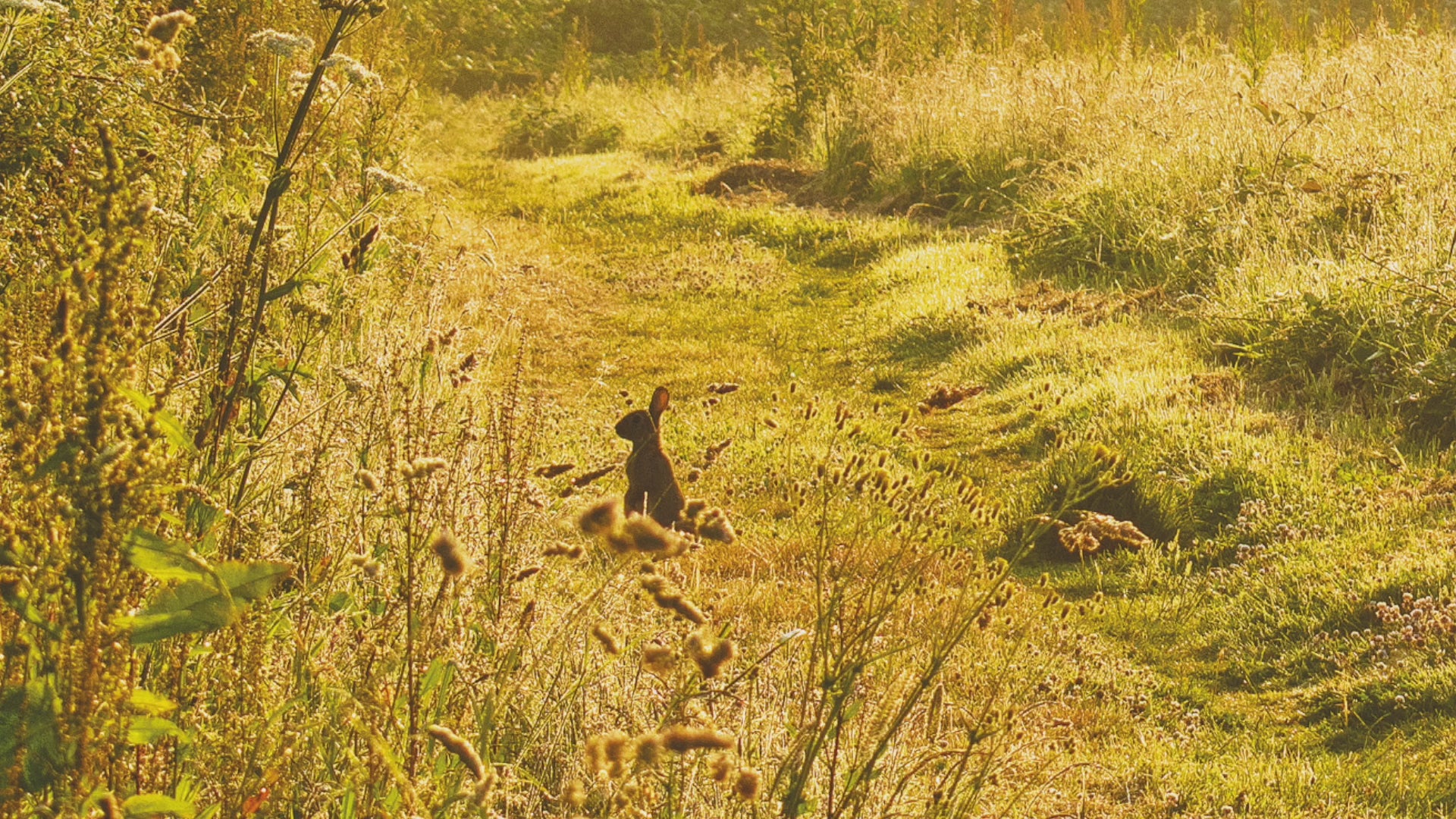 Video animation of greeting card, showing rabbit backlit by the early morning sun in a hay field above Coombe near Trelissick