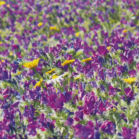 Video animation of greetings card showing fields of wildflower, including Echiums, with Land's End visible in the distance