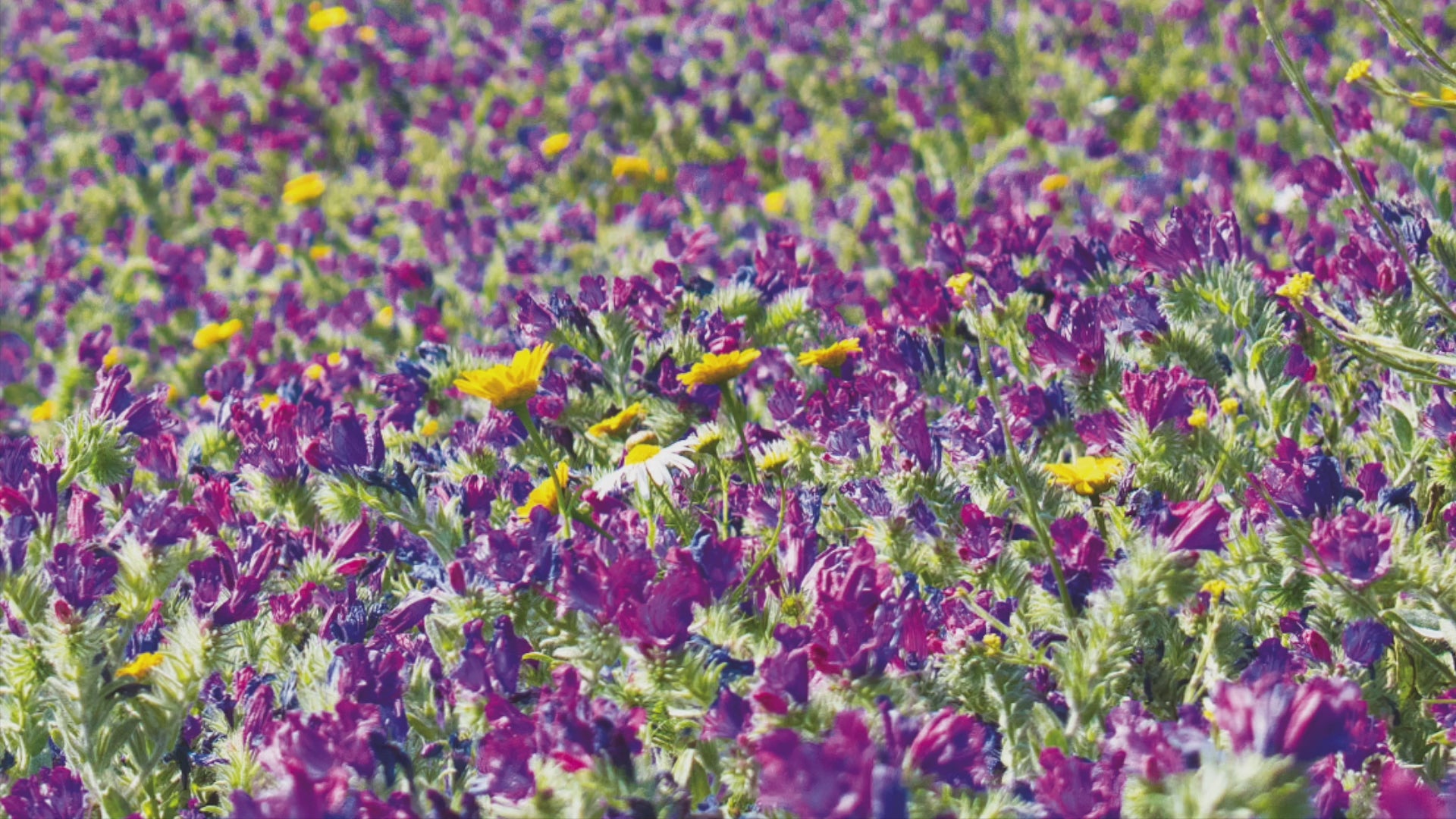Video animation of greetings card showing fields of wildflower, including Echiums, with Land's End visible in the distance